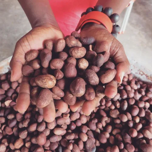 1-shea-nuts
