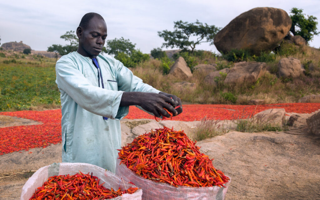Chili Farmer
Dutsen Abba, a village near Zaria.